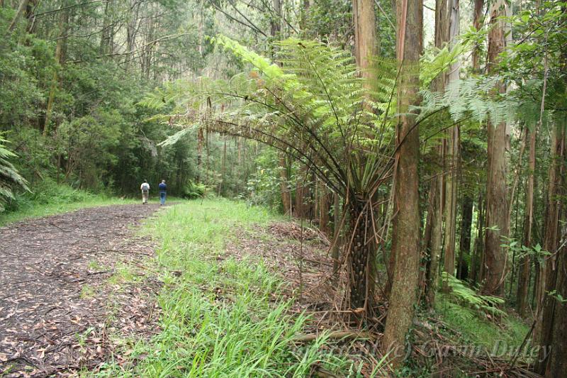 The track, Olinda Arboretum.JPG